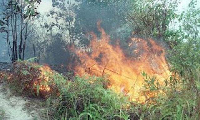 দুর্বৃত্তদের দেয়া আগুনে পুড়ে ছাই দিনাজপুরের ফুলবাড়ী উপজেলার বন ও পরিবেশ সমবায় সমিতির লাগানো ৩ হাজার বিভিন্ন প্রজাতির গাছ ।।