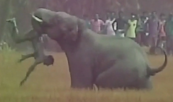 পশ্চিমবঙ্গে হাতির আক্রমণে ৫ জন নিহত ।।