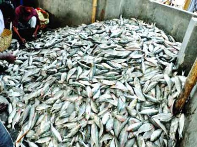 চাঁদপুরে যাত্রীবাহী লঞ্চ থেকে ২৬ মণ জাটকা জব্দ,আটক দু’জন ।।