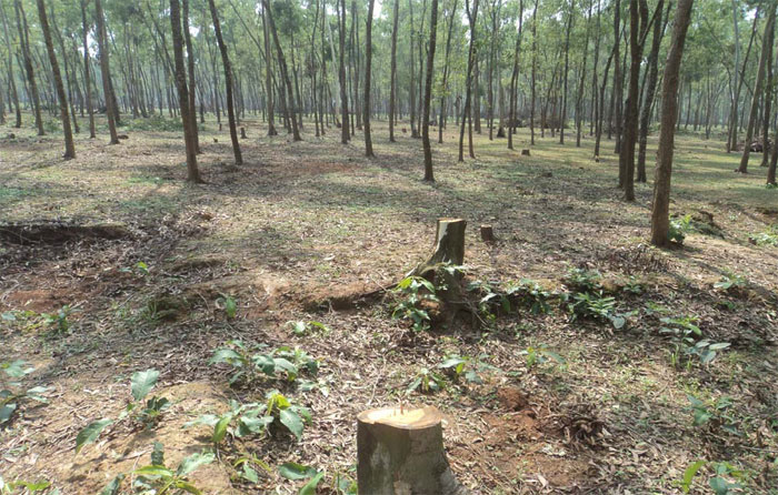 ঘাটাইলে রাতের আঁধারে উজাড় হচ্ছে শাল-গজারি বন ।।