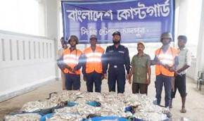 চাঁদপুরে তিন হাজার দুইশত কেজি জাটকা জব্দ ।।