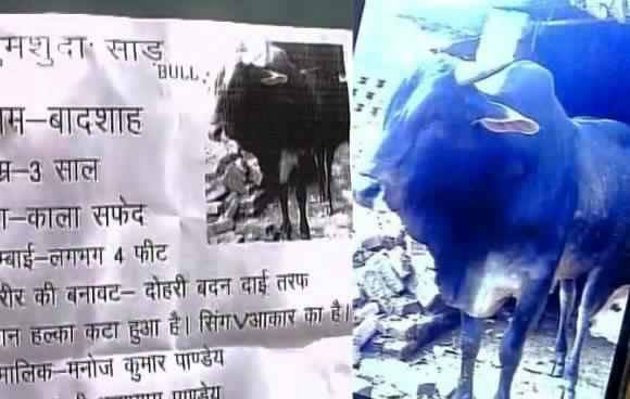 নিজের সন্তানতুল্য পোষা ষাঁড় ফিরে পেতে পত্রিকায় বিজ্ঞাপন, শহরজুড়ে দেওয়ালে পোষ্টার ও পুরস্কার ঘোষনা করলেন এক ভারতীয়....