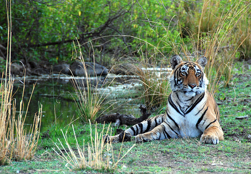 বাংলাদেশে বাঘের সংখ্যা ১০৬, ভারতে ৭৬ ।।