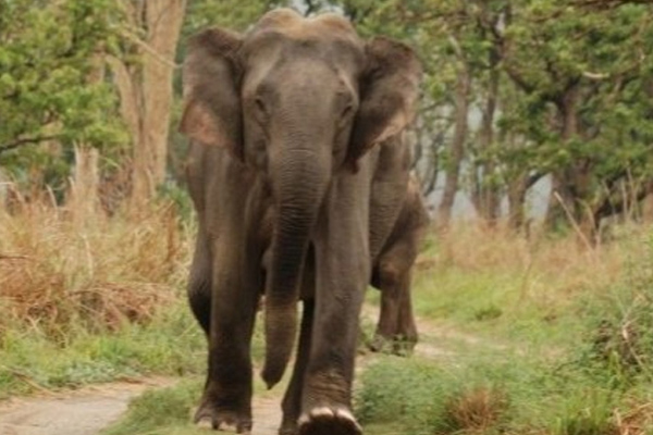 বর্ধমানে চলছে বন্য হাতির তাণ্ডব ।।