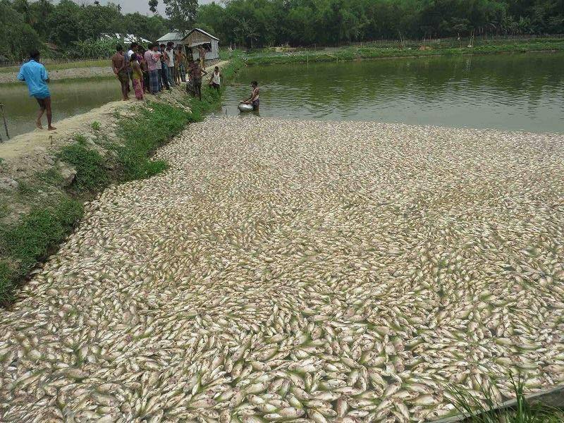 পূর্বশত্রুতার জের ধরে শেরপুরে বিষ প্রয়োগে ১২ লাখ টাকার মাছ নিধন ।