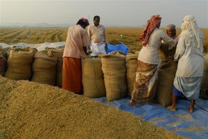 ৩২ টাকায় চাল ও ২৩ টাকা কেজি দরে ধান কিনবে সরকার ।।