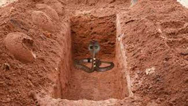 সাপ না জ্বিন-ধন্দে গ্রামবাসী ।। চাঁপাইনবাবগঞ্জের শিবগঞ্জে চলছে চাপান-উতর