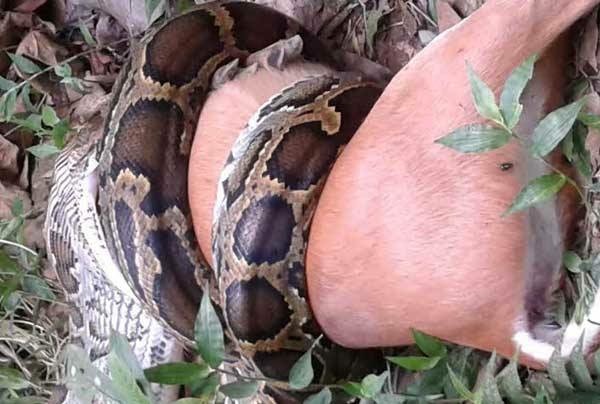 আস্ত একটা হরিণ গিলে ফেলল অজগর ।।