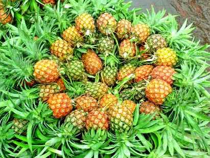 পাকা আনারসের মৌ মৌ গন্ধে ভরপুর পার্বত্য তিন জেলা।।