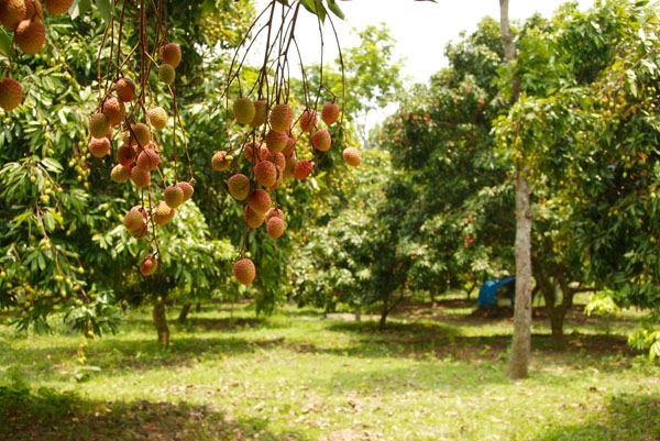 তাপদাহের কারনে এবার দিনাজপুরে লিচু চাষীদের লোকসান গুনতে হবে