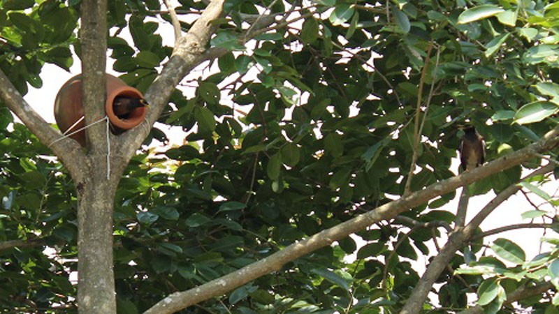সাতক্ষীরার শ্যামনগর উপজেলা পরিষদ চত্বরকে পাখির অভয়াশ্রম ঘোষণা .......