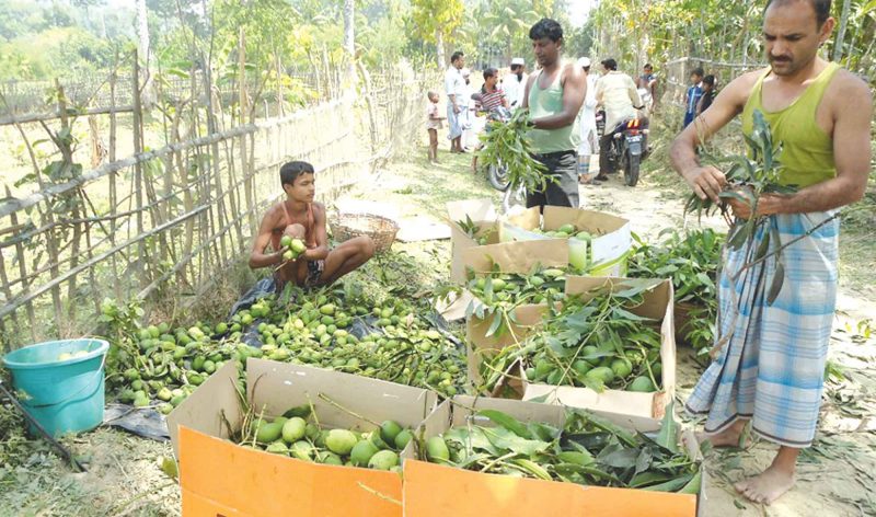 ফ্রুট ব্যাগিং পদ্ধতির বৈপ্লবিক সাফল্য।।