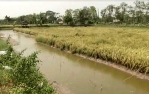 সেচ সুবিধাবঞ্চিত ও লবণাক্ত এলাকায় ‘ইনার ক্যানেল সিষ্টেম’ চালু