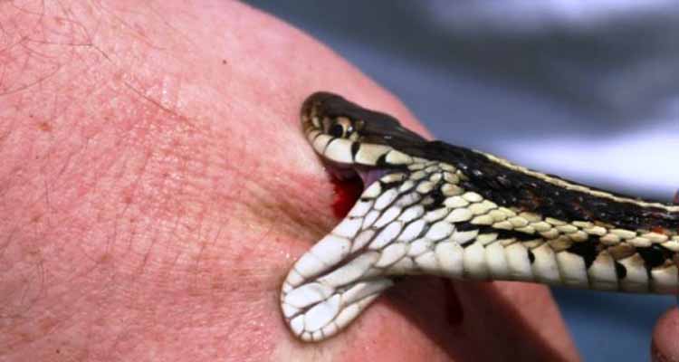 ময়মনসিংহের ফুলবাড়িয়ায় সাপের কামড়ে স্কুল ছাত্রের মৃত্য ।।