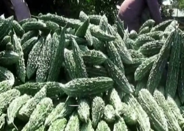 নেত্রকোনায় করলা চাষে কৃষকের মুখে হাসি....