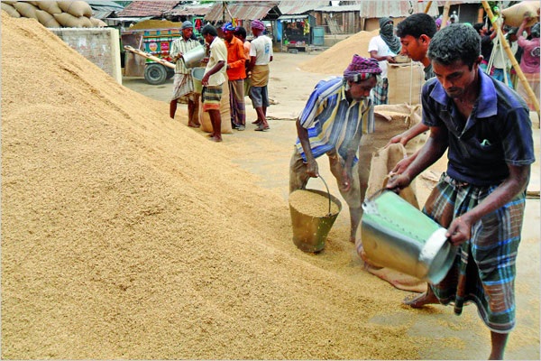 সরকারি ভাবে ধান বিক্রির সুফল পাচ্ছে না সাধারণ কৃষক