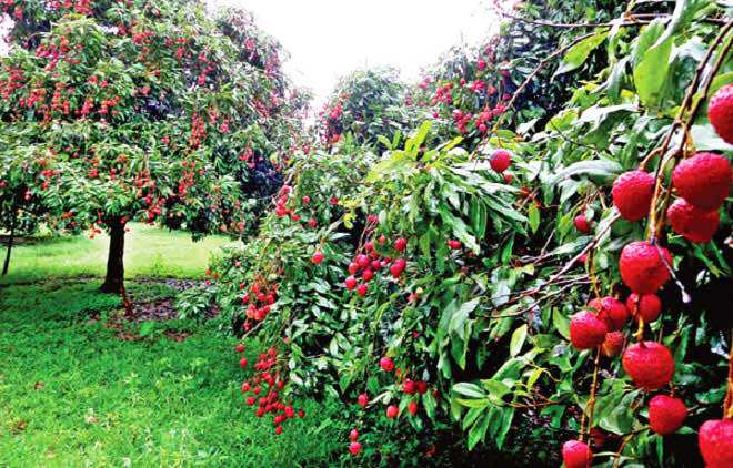 উপকূলীয় জেলা পিরোজপুরে লিচুর বাম্পার ফলন ......