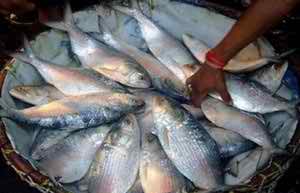 ভারতে ইলিশের রপ্তানির উপর থেকে এই মূহূর্তে নিষেধাজ্ঞা তুলছে না বাংলাদেশ ।। দুদেশের বানিজ্য মন্ত্রনালয়ের কর্মকর্তাদের বৈঠক