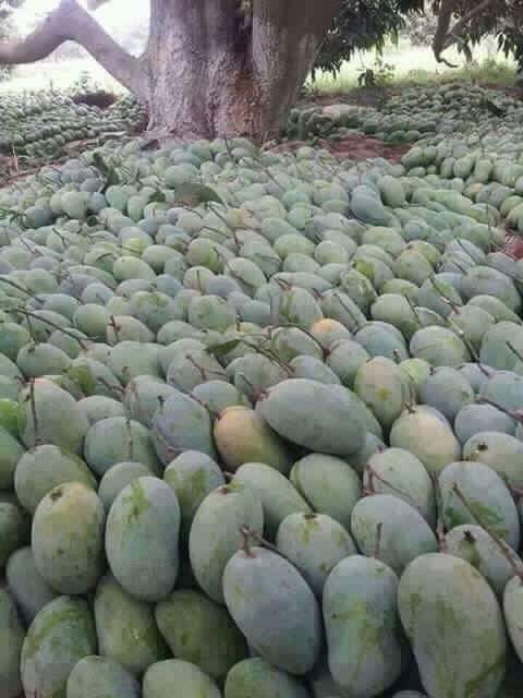 রাজশাহীতে আম বাণিজ্যের প্রভাবে কৃষি ভিত্তিক অর্থনীতি চাঙ্গা...