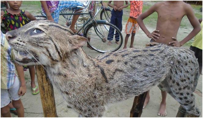 নিলফামারীর ডোমারে পিটিয়ে চিতা বাঘ হত্যা