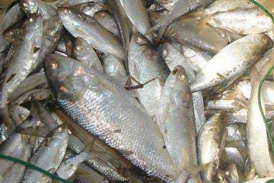 সিলেটের হাওড়ে প্রচুর ইলিশ ধরা পড়ছে তবে স্বাদ পদ্মার ইলিশের ধারের কাছেও নয়