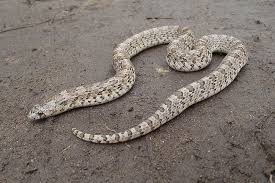 রাজশাহীতে বিষাক্ত সাপের কামড়ে নারীর মৃত্যু।।