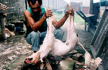 নাগাল্যান্ডে নিষিদ্ধ হতে পারে কুকুরের মাংস