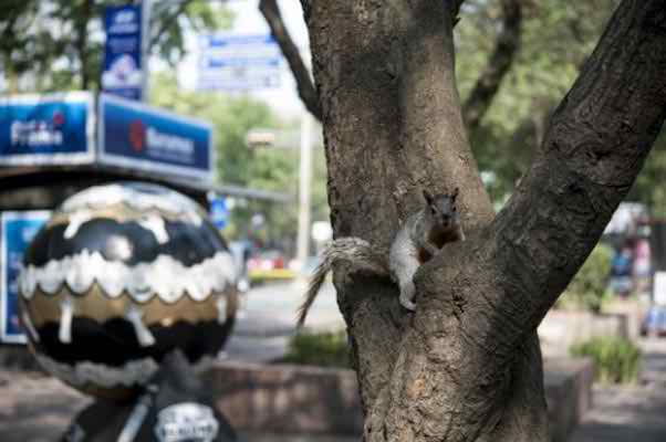 দূষণ কমাতে মেক্সিকোয় ১ কোটি ৮০ লাখ গাছ লাগানোর সিদ্ধান্ত