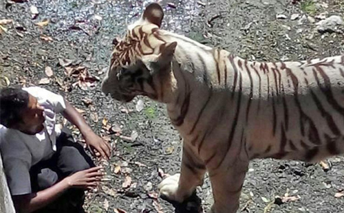 দিল্লির একটি চিড়িয়াখানায় বাঘের খাঁচায় যুবকের মৃত্যুর ঘটনায় ক্ষতিপূরণের নির্দেশ হাইকোর্টের....