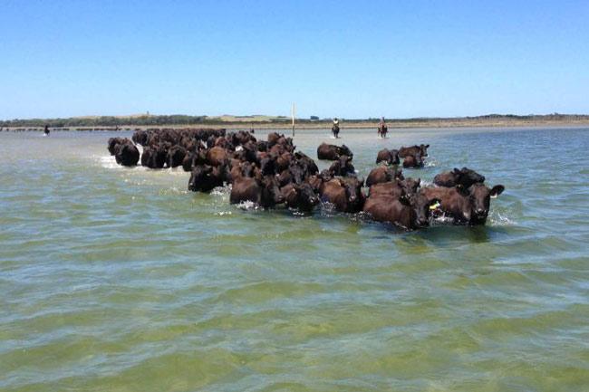সীমান্তে গরু পাচার রুখতে ভারতের হরিয়ানা রাজ্যে নতুন বাহিনী ....