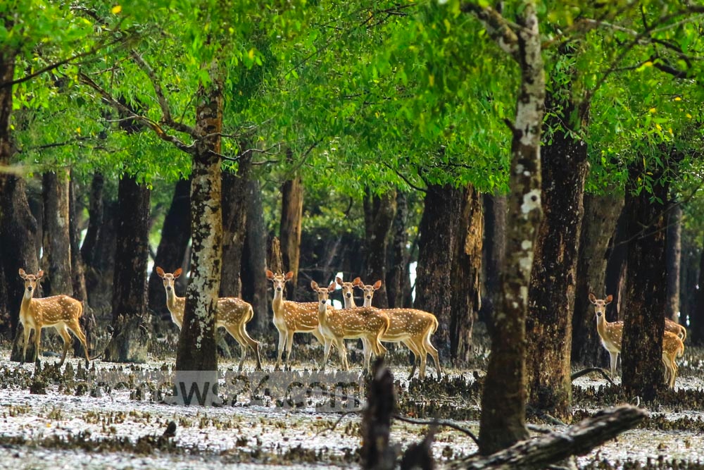 বিদ্যুৎকেন্দ্র নির্মান করে সুন্দরবনকে ঝুঁকিতে ফেলায় ভারতীয় প্রতিষ্ঠানকে বাদ দিল নরওয়ে।।