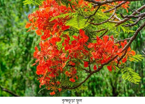 নয়নাভিরাম, মনোলোভা বাহারি কৃষ্ণচূড়ার ইতিকথা......