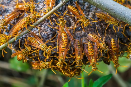 ভারতের প্রধানমন্ত্রী নরেন্দ্র মোদির সফরকে ঘিরে শ্রীলংকায় ভিমরুল নিধন।।   