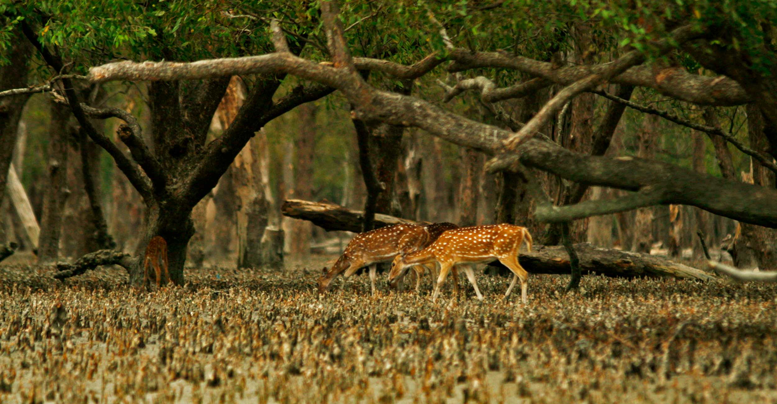 সুন্দরবনে পর্যটন শহর গড়তে আগ্রহ মালয়েশিয়ার।।
