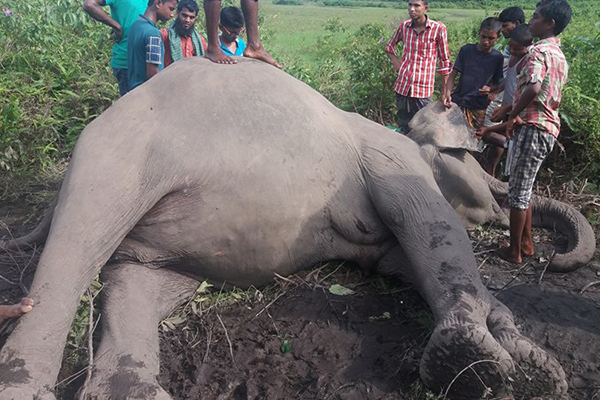 নেত্রকোনার দুর্গাপুর সীমান্ত থেকে হাতির মৃতদেহ উদ্ধার।।