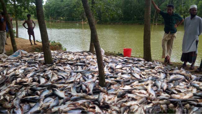 প্রচণ্ড গরমে মারা গেল ২ কোটি টাকার মাছ