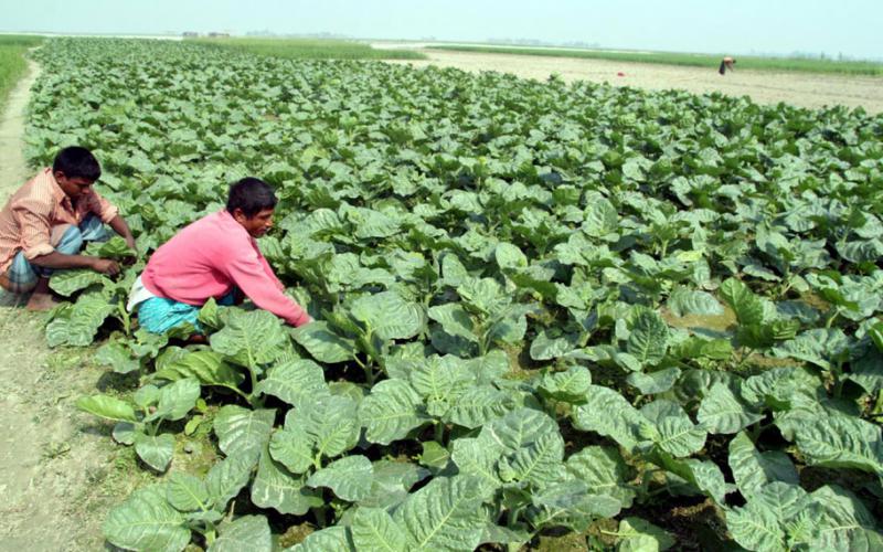 ২০০ কোটি টাকার তামাক অবিক্রিত, বিপাকে দুই লাখ চাষি।।   