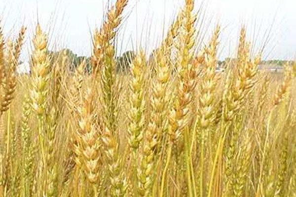 বিএআরআই'র ৫১২টি উচ্চ ফলনশীল জাত এবং ৯ শতাধিক প্রযুক্তি উদ্ভাবন।।