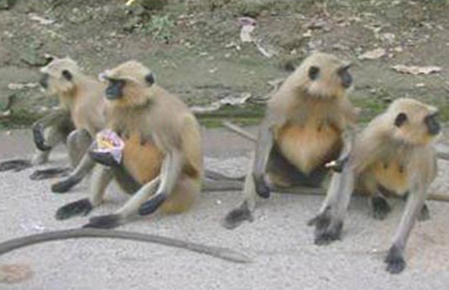 ট্রেনে চড়ে ভারত থেকে র রাজশাহীতে ১২ হনুমান ।। প্রতিদিন বাড়ছে উৎসুক মানুষের ভীড়