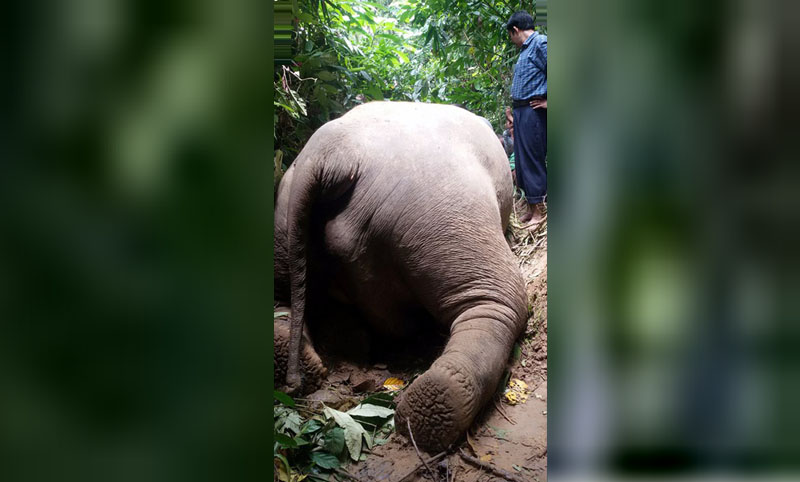 এবার কক্সবাজারে পাহাড় ধসে হাতির মৃত্যু।।   