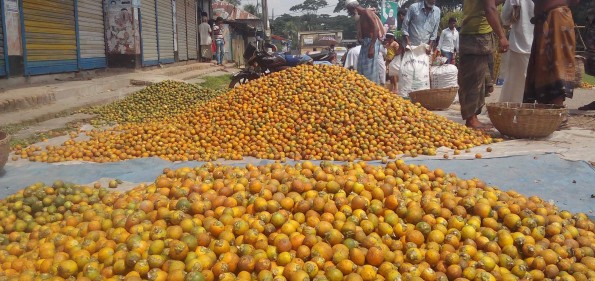 লক্ষ্মীপুরে নারিকেলের বাম্পার ফলন, শত কোটি টাকার ব্যবসার সম্ভবনা ।।