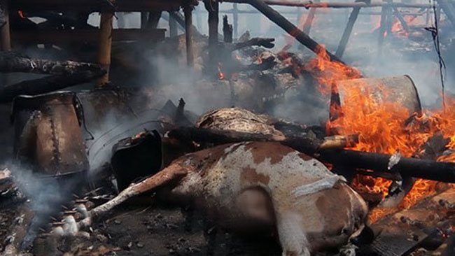 গাবতলী পশুর হাটে ভয়াভহ অগ্নিকাণ্ড, অর্ধশতাধিক গরু পুড়ে মরার আশঙ্কা।।