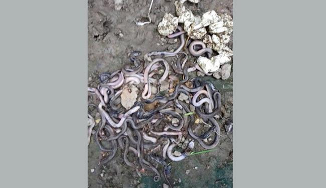 এবার রাজশাহীর তানোরে রান্নাঘরে ১২৫ গোখরা ।।