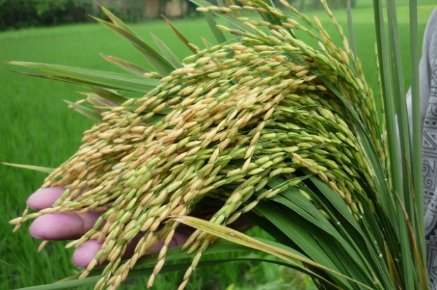 নেত্রকোনায় বীজধানের তীব্র সঙ্কট ৩৪০ টাকার বীজ ৯০০ টাকায় বিক্রি।। বিপাকে কৃষকরা