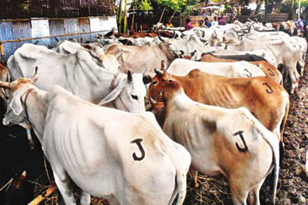 কুড়িগ্রামে চোরাইপথে আসা ১৭৮টি ভারতীয় গরু আটক।।