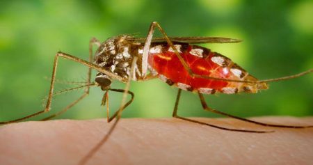 রাজধানীতে চিকুনগুনিয়া মোকাবেলায় প্রতিরোধ কার্যক্রম জোরদার।।