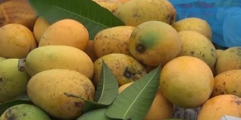 জিআই স্বীকৃতি পেল চাঁপাইনবাবগঞ্জের খিরসাপাত আম॥