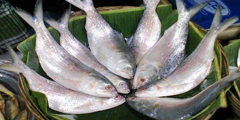 সামনেই পহেলা বৈশাখ ॥ বাজারে ইলিশের দাম চড়া
