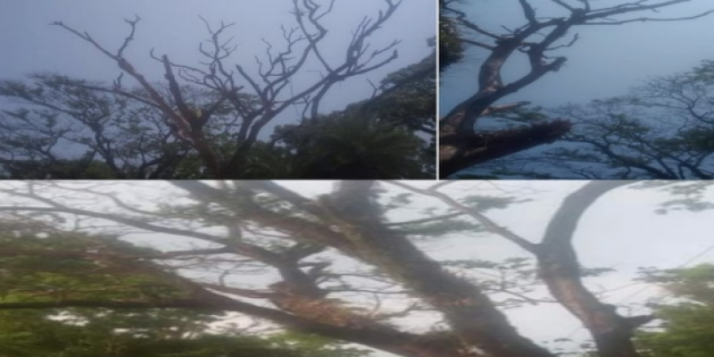 সাতক্ষীরা-কালিগঞ্জ সড়কে অসংখ্য মরা শুকনো গাছ॥ ঝুকিতে নিত্যযাত্রী, যানবাহন ও পথচারি   