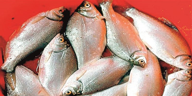 স্বাদে-গন্ধে ইলিশকে হার মানাবে পেংবা ।।